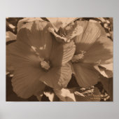 Sepia Hibiscus Flower Pair Poster (Voorkant)