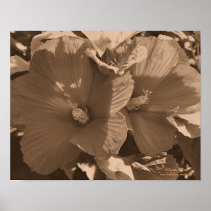 Sepia Hibiscus Flower Pair Poster
