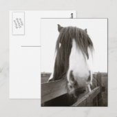 Sepia Horse Portrait Briefkaart (Voorkant / Achterkant)