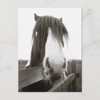 Sepia Horse Portrait Briefkaart
