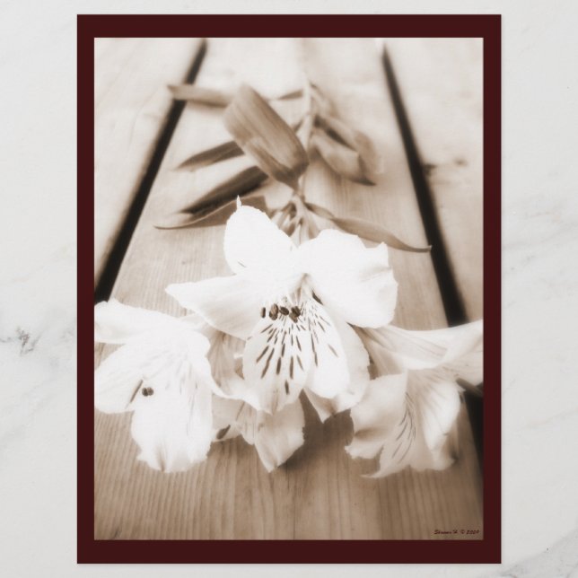 Sepia Lily Letterhead (Voorkant)