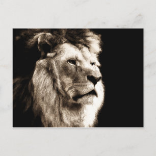 Sepia Lion Briefkaart