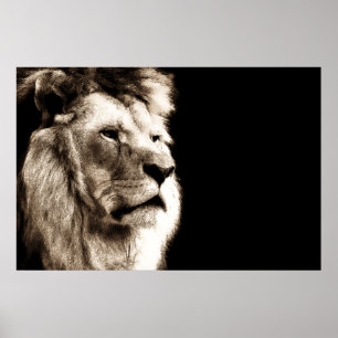 Sepia Lion dierenfotografie kunstwerk Poster