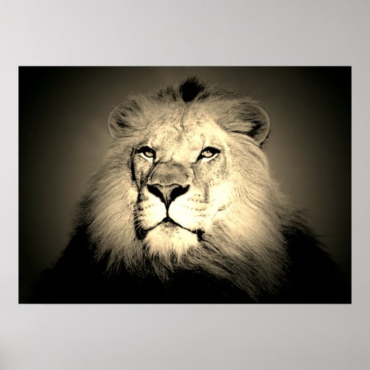 Sepia Lion - Wild Animal Ouderwets Fotografie Poster (Voorkant)