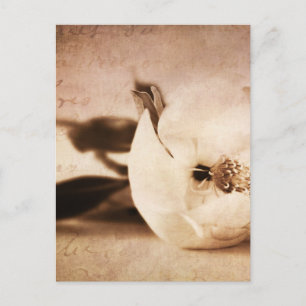  Sepia Magnolia Flower Floral Briefkaart