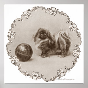 Sepia Pekingese Portret Poster