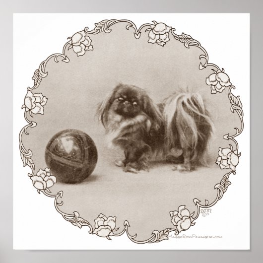 Sepia Pekingese Portret Poster (Voorkant)