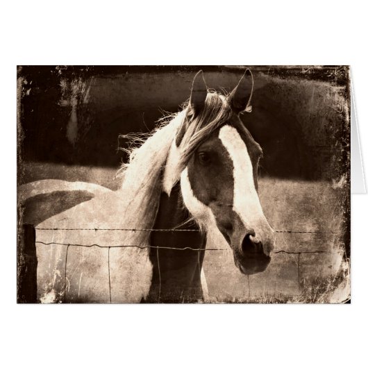 Sepia Pinto (Voorkant Horizontaal)