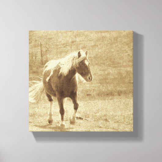 Sepia Pinto Pony Canvas Afdruk (Voorkant)