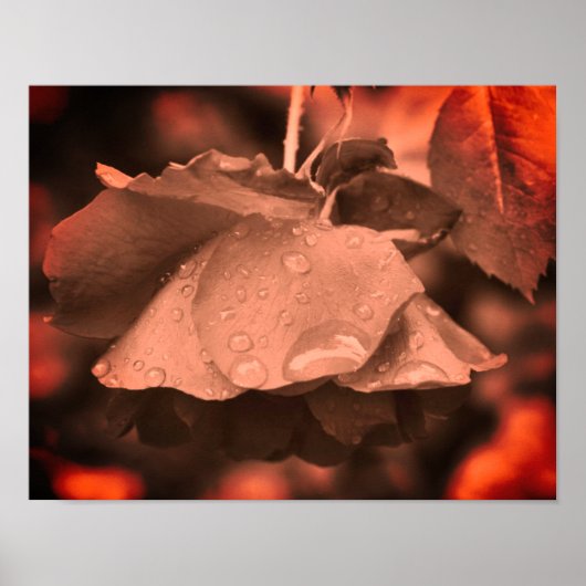 Sepia Roos en Raindrops kleurentint Poster (Voorkant)