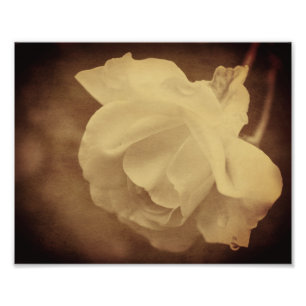Sepia Roos met regendruppels  8x10 Foto Afdruk