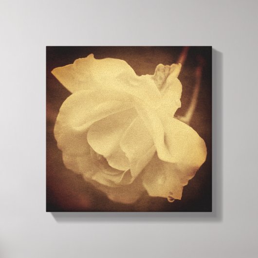 Sepia Roos met regendruppels  uitzien Canvas Afdruk (Voorkant)