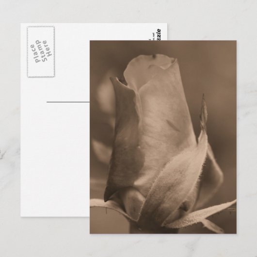 Sepia Rosebud Flower Photo Briefkaart (Voorkant / Achterkant)