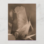 Sepia Rosebud Flower Photo Briefkaart (Voorkant)