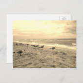 Sepia Seagull Briefkaart (Voorkant / Achterkant)