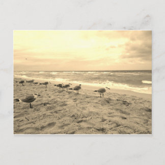 Sepia Seagull Briefkaart