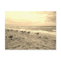 Sepia Seagull Briefkaart