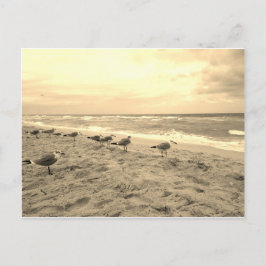 Sepia Seagull Briefkaart