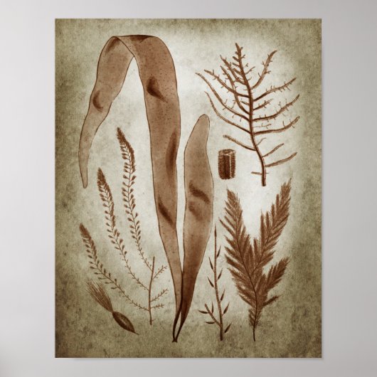 Sepia Seaweed Botanical Print no.2 Lake House Art (Voorkant)
