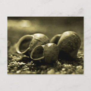 Sepia Shells Briefkaart