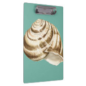 Sepia Striped Shell op Blauwgroen Klembord (Rechts)