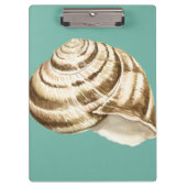 Sepia Striped Shell op Blauwgroen Klembord (Voorkant)