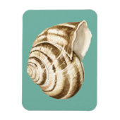 Sepia Striped Shell op Blauwgroen Magneet (Verticaal)