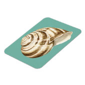 Sepia Striped Shell op Blauwgroen Magneet (Linkerzijde)