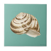 Sepia Striped Shell op Blauwgroen Tegeltje (Voorkant)