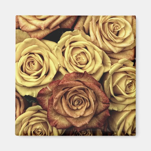 Sepia Tinted Rozen Magneet (Voorkant)