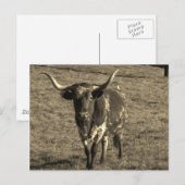 Sepia Tone Brown and White Longhorn Bull Briefkaart (Voorkant / Achterkant)
