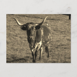 Sepia Tone Brown and White Longhorn Bull Briefkaart
