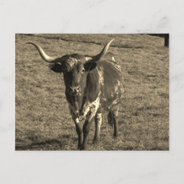 Sepia Tone Brown and White Longhorn Bull Briefkaart