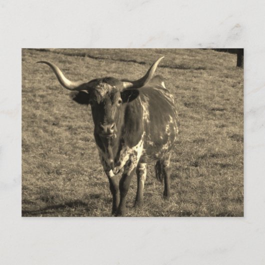 Sepia Tone Brown and White Longhorn Bull Briefkaart (Voorkant)