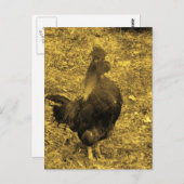 Sepia Tone Crowing Rooster Briefkaart (Voorkant / Achterkant)