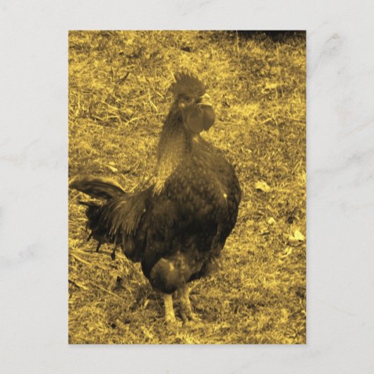 Sepia Tone Crowing Rooster Briefkaart (Voorkant)