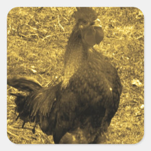 Sepia Tone Crowing Rooster Vierkante Sticker