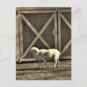 Sepia Tone Goat and Barn Doors Briefkaart (Voorkant)