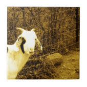 Sepia tone Goat Tegeltje (Voorkant)