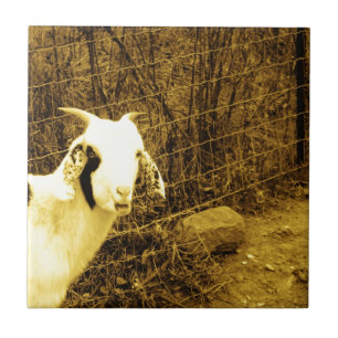 Sepia tone Goat Tegeltje