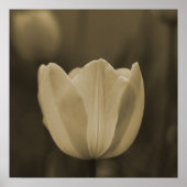 Sepia Tone Single Tulip Flower Imaginative Imaging Poster (Voorkant)