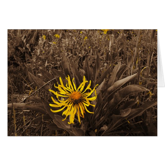Sepia tone Yellow wildbloemen (Voorkant Horizontaal)
