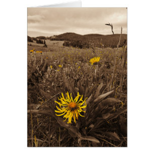 Sepia tone Yellow wildbloemen