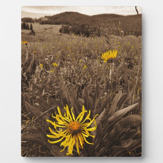 Sepia tone Yellow wildbloemen Fotoplaat (Voorkant)