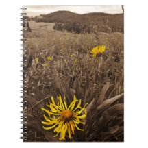 Sepia tone Yellow wildbloemen