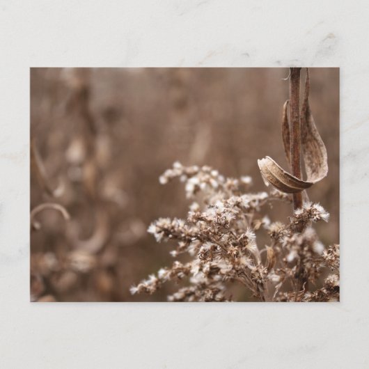 Sepia Tones Briefkaart (Voorkant)