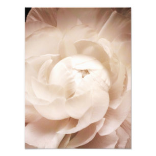  Sepia White & Cream Ranunculus Background Foto Afdruk
