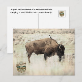 Sepia Yellowstone Bizon met Vogel Briefkaart