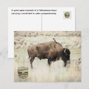 Sepia Yellowstone Bizon met Vogel Briefkaart