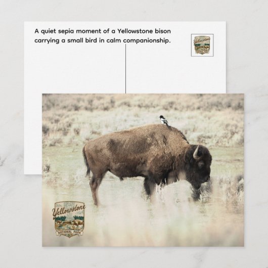 Sepia Yellowstone Bizon met Vogel Briefkaart (Voorkant / Achterkant)